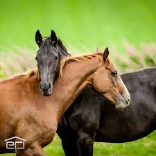 Want to get outside this weekend and love on some horses? We are needing a few good hands to help with some fencing this Saturday Nov. 7th at 9am! Please email info@equestrianbridges.org or call 479-301-2814 if you'd like to help!