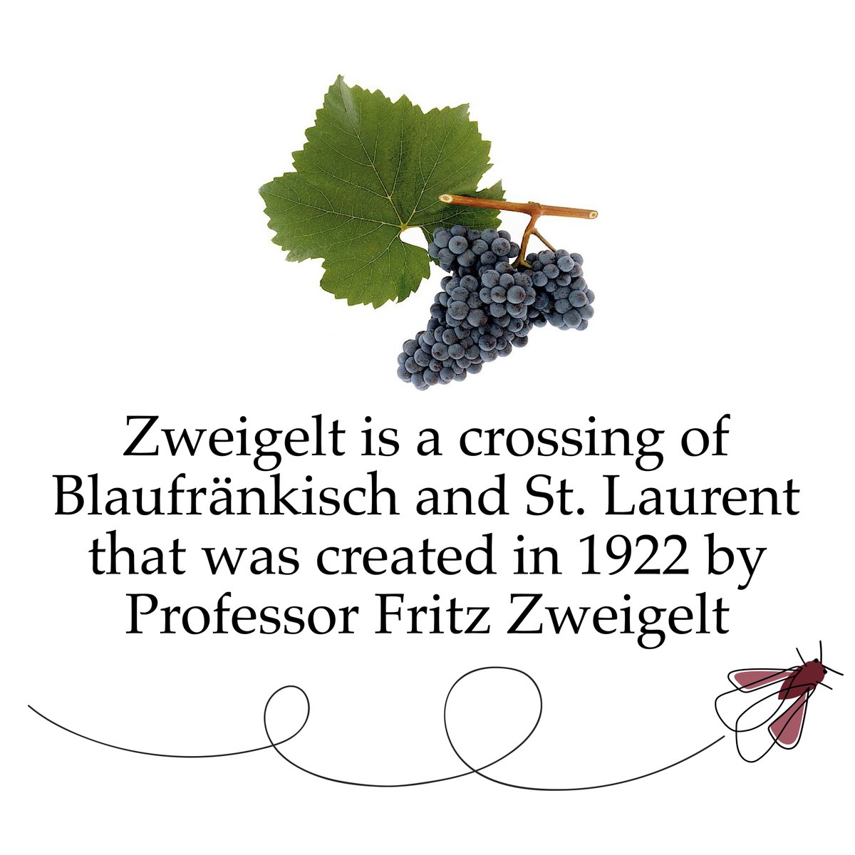 #zweigelt is a crossing of #blaüfrankisch and #SaintLaurent   that was created in 1922 by Professor Fritz Zweigelt at the #klosterneuburg research centre in #Austria