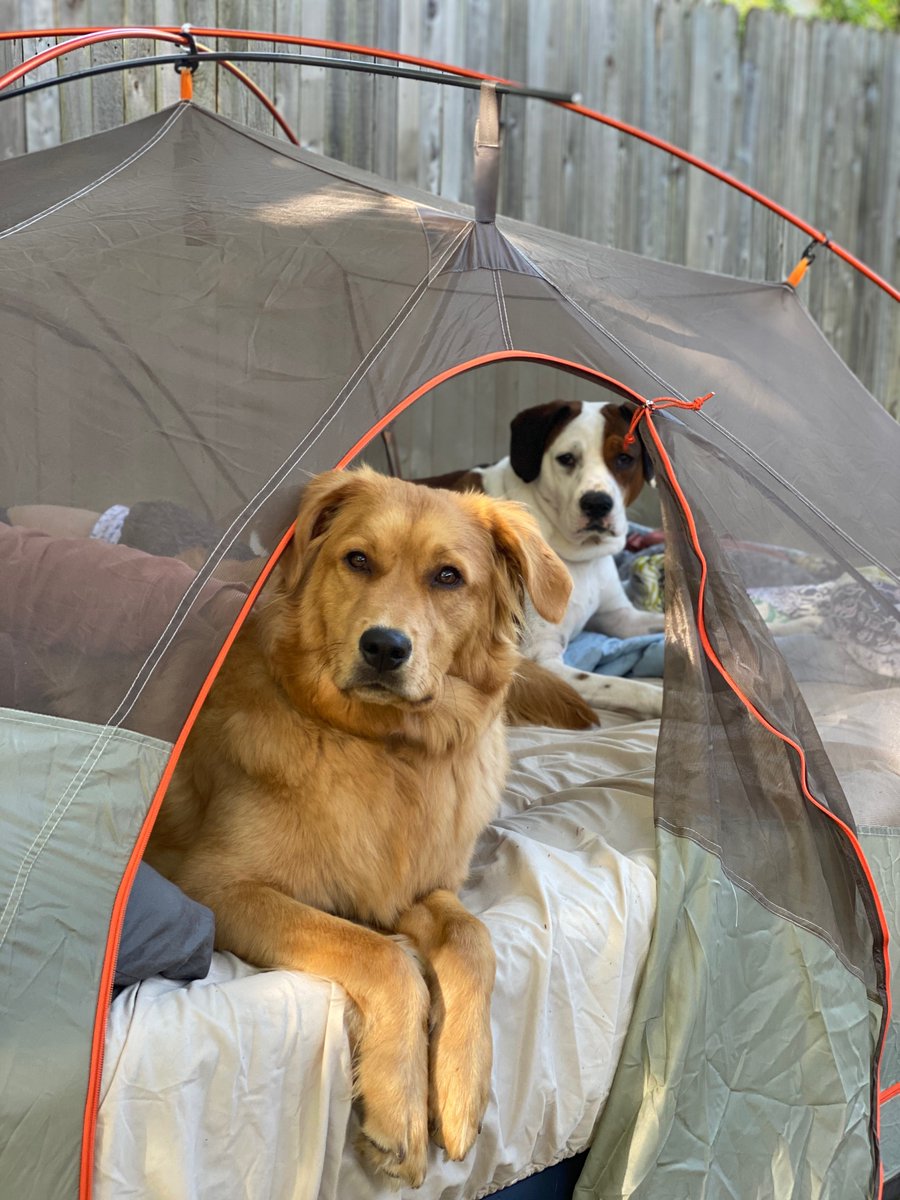 ButtonConf's tweet photo. Just some cute pups of #Button2020 to lighten and brighten your feed.  💜 https://t.co/WdVNNG2R5D