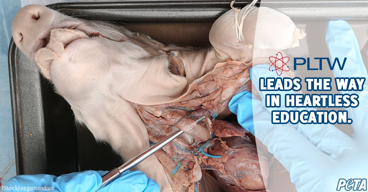 peta's tweet photo. Project Lead The Way should be TRULY leading the way with innovative & humane teaching methods, not cruel animal dissections.
Tweet @PLTWorg & ask them to switch to superior & cruelty-free education tools! #DigitizeDissection https://t.co/uT8cfrS8Al https://t.co/amidGPEs5r