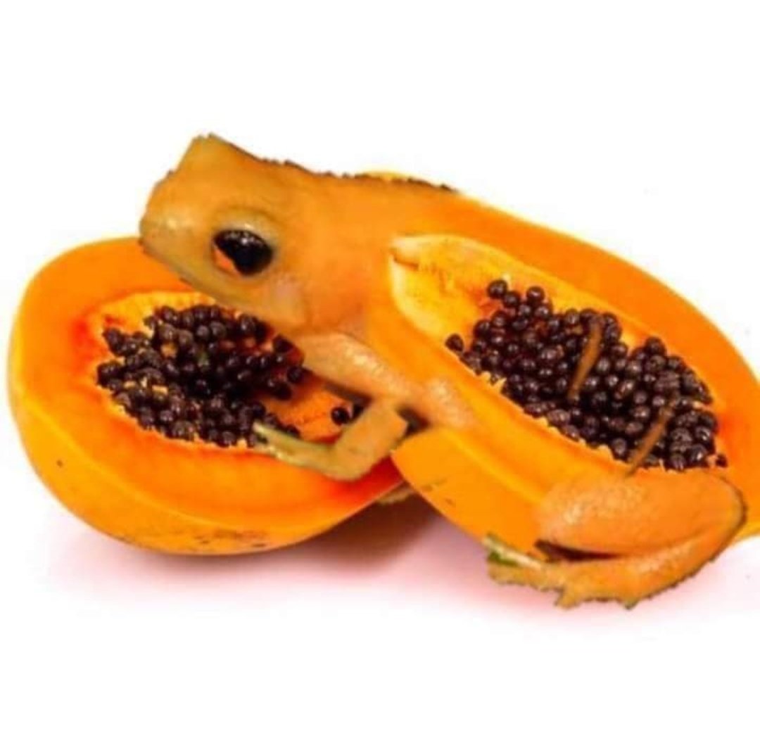 żaby owoce i warzywaa thread~