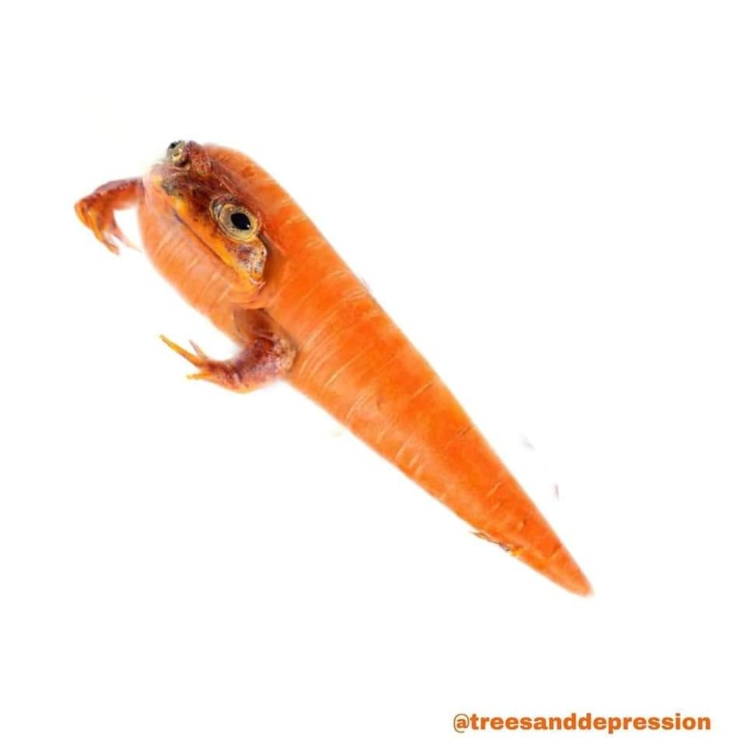 żaby owoce i warzywaa thread~