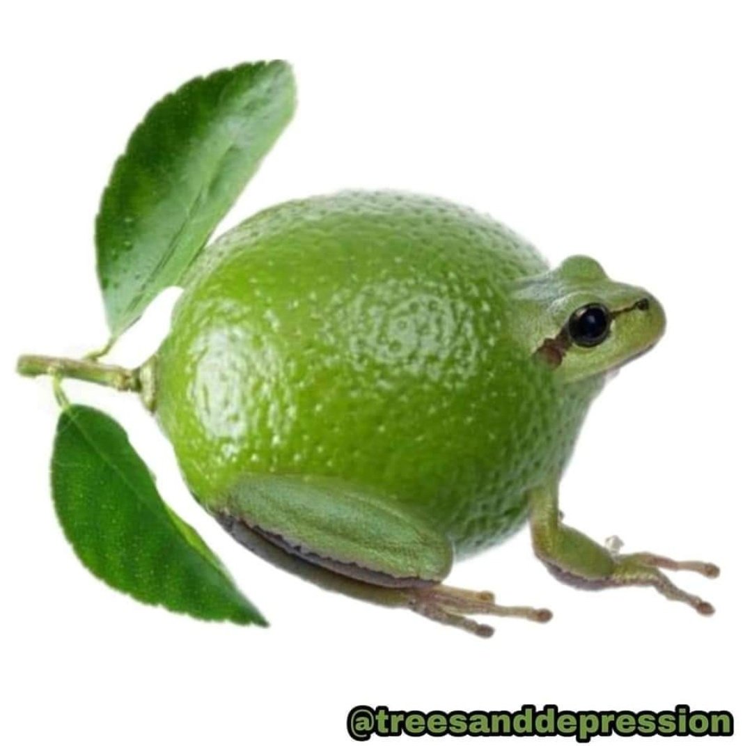 żaby owoce i warzywaa thread~