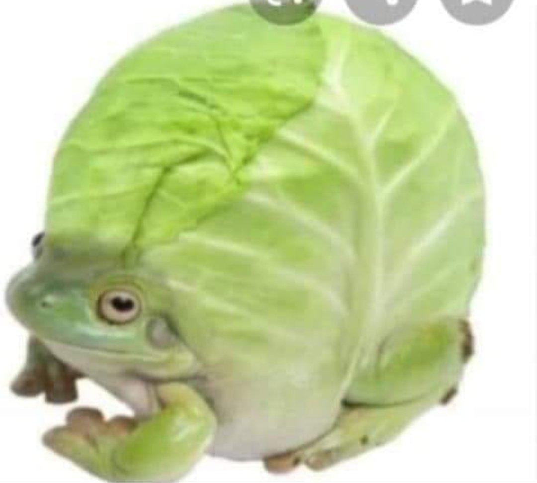 żaby owoce i warzywaa thread~