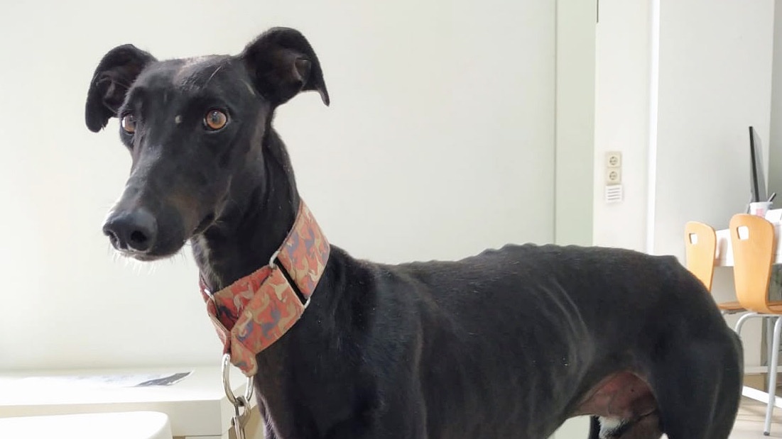 Conoce a Harry "El Susto" nuestro galguito en adopción! #adoptaungalgo #galgo #Valencia 💛En este link verás toda su información: laperritavaliente.org/ficha-1165