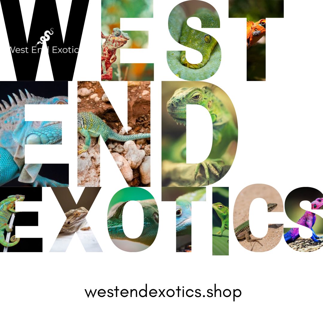 Scales & Things tweet media