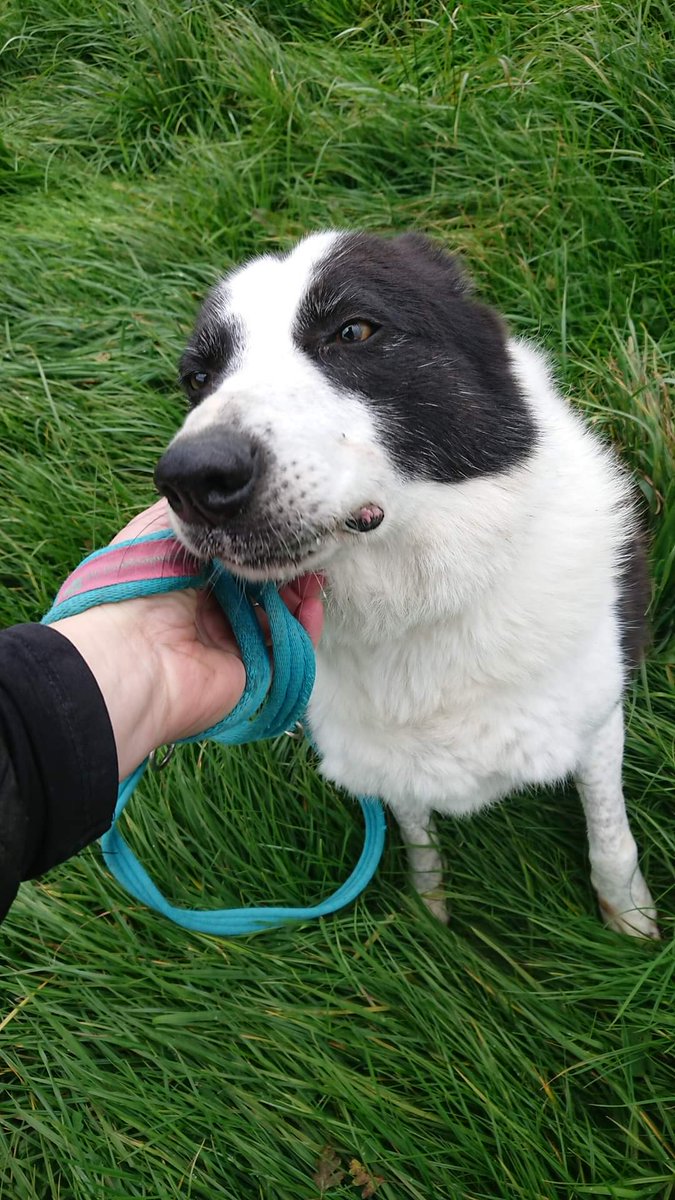 Ash animal rescue best sale centre