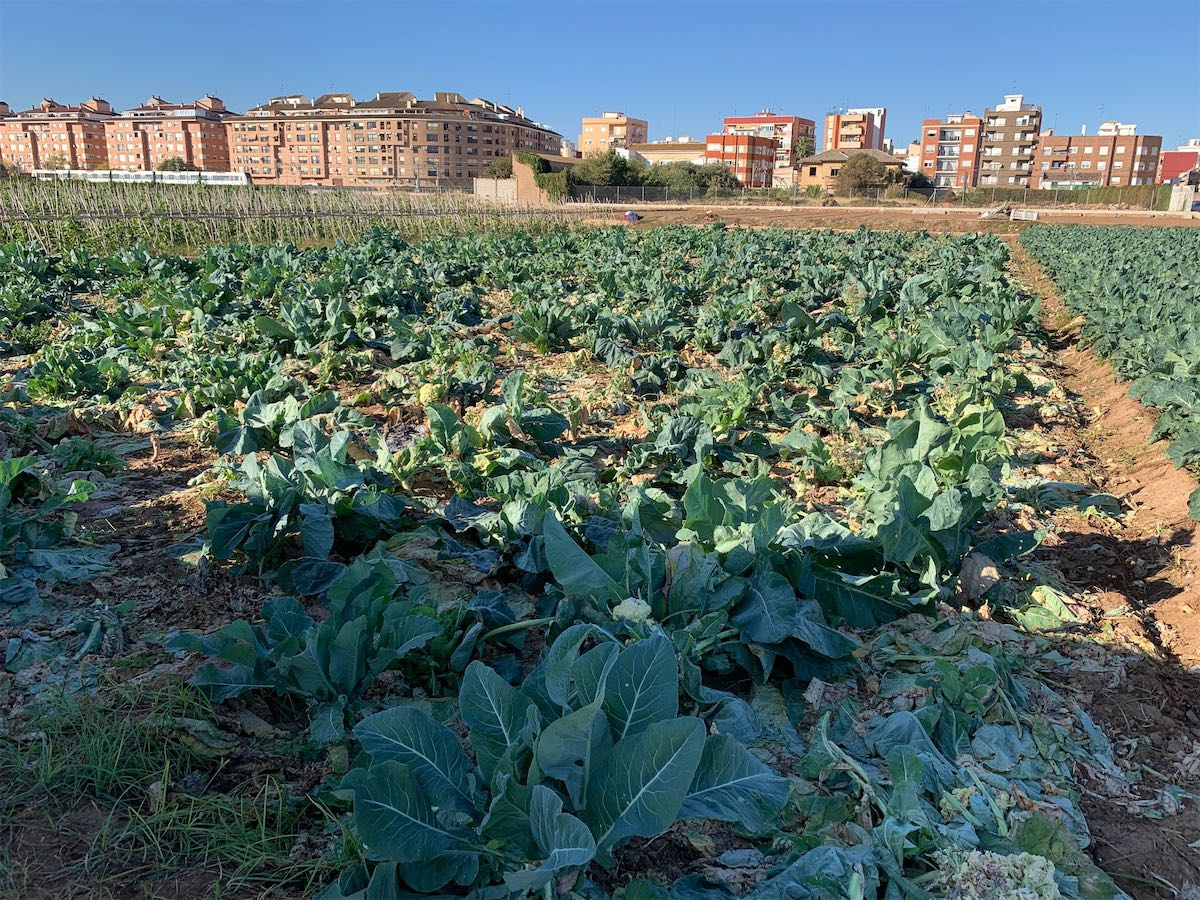 VlcComunica's tweet photo. El PP de Torrent denuncia la plaga de ratas que asola l'horta de Torrent - https://t.co/FPmb7FE0HZ https://t.co/AMTfRfLSbh