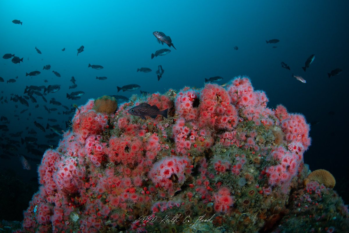 keithflood's tweet photo. Itโs not very often you can dive in the deep current swept waters off #pointpinos in @MBNMS This unnamed dive location is at the mouth ๐ of Monterey Bay, 170 feet deep and full of vibrant marine life. Support your @NOAAResearch to help protect & understand our oceans. https://t.co/Y6R6TvFxJT