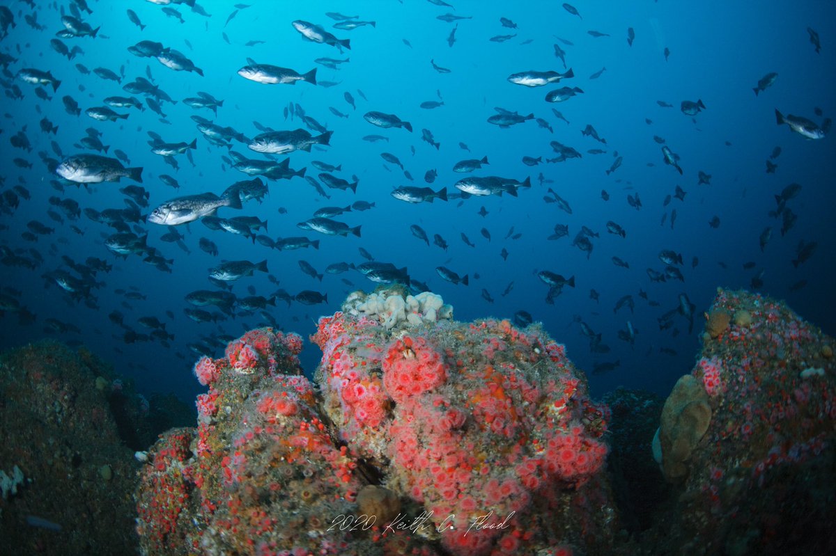keithflood's tweet photo. Itโs not very often you can dive in the deep current swept waters off #pointpinos in @MBNMS This unnamed dive location is at the mouth ๐ of Monterey Bay, 170 feet deep and full of vibrant marine life. Support your @NOAAResearch to help protect & understand our oceans. https://t.co/Y6R6TvFxJT