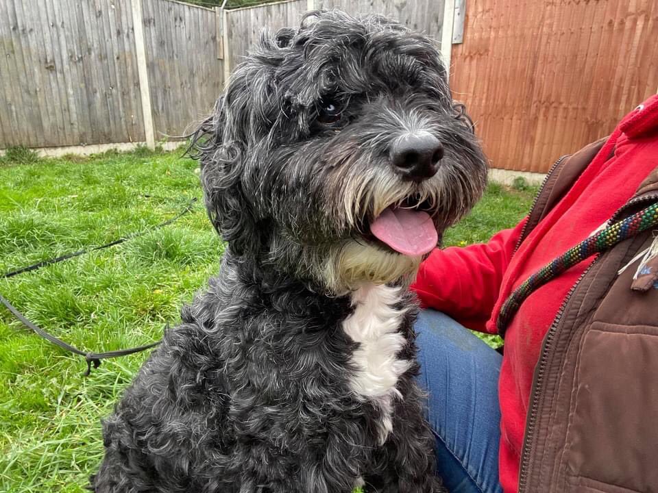 FOSTERFIRST1's tweet photo. Ollie is looking for a pet &amp; child free #foster #derby. He needs someone with plenty of time. For more details pls contact https://t.co/Wv5CgbUemD @TeamPoundie #TeamZay @CARIADCAMPAIGN 🐾💚 https://t.co/EJQQRlccpn