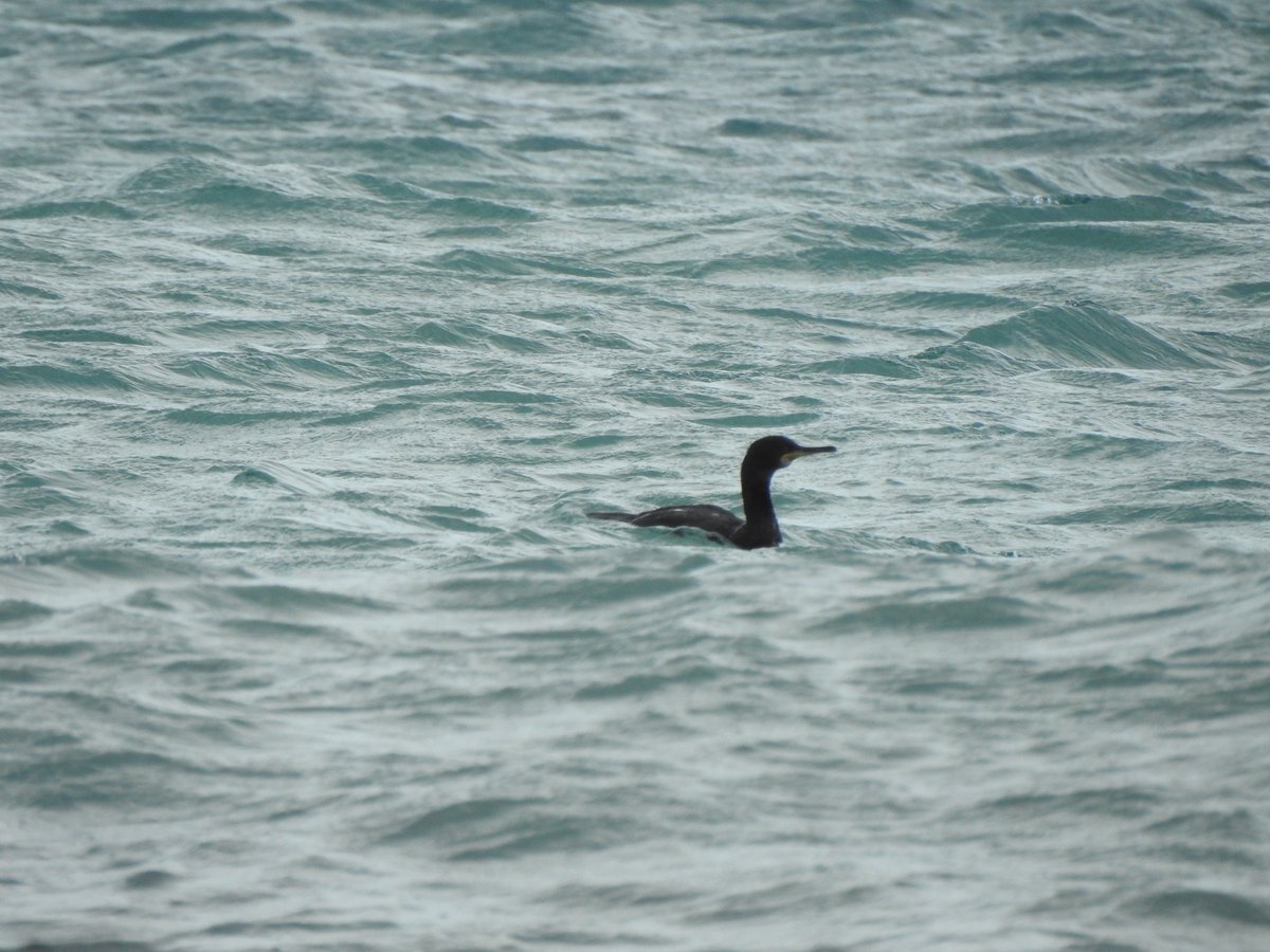 Sea watch between Gyllyngvase and Swanpool today with @gardenbirder1 resulted in 17+ Gannet, 10 Shags and 2 Great Northern Divers showing well. @CBWPS1 @BirdTrack @SwanpoolBeach @EcoSoc_Penryn