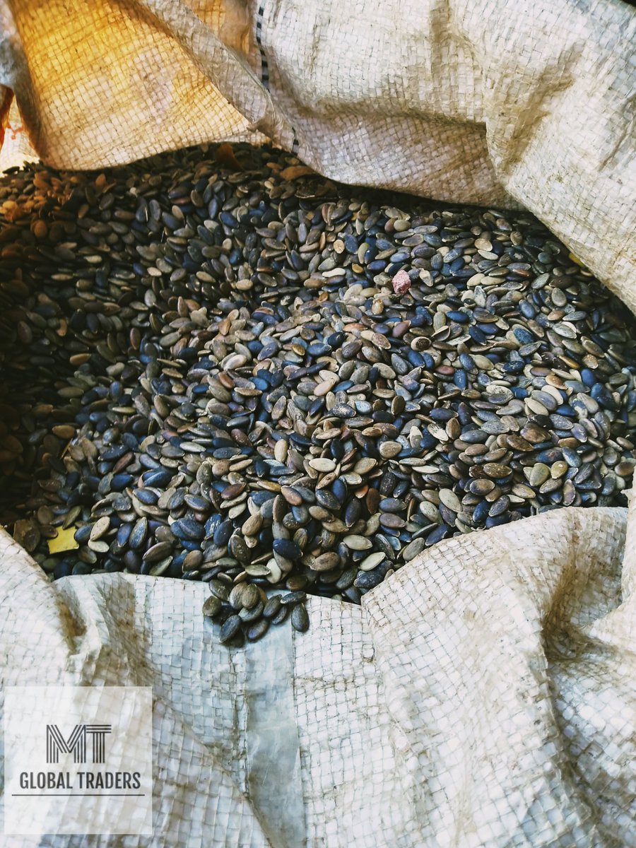 Kalahari Melon seed ready to be cold pressed into a luxurious golden essential oil. One seed contains Omega 6 and Omega 9 essential fatty acids used as a great facial cleanser...#ALLNATURAL #essentialoils #natural #oil