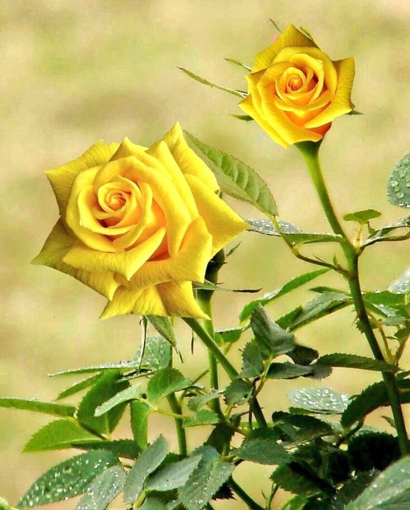 HamitKaraman9's tweet photo. #GEÇMİŞ #OLSUN #İZMİR #ACINIZ #BİZİM #ACIMIZ
iyi akşamlar arkadaşlar evarbaş covid19 coronavürüsten korunmak devletin koyduğu kurallara uymak zorunlu uygun mesafe ve maske kullanmak ülkemiz ve dünya sağlığı açısından önemli lütfen insanlık düşmanı sinsi virüsü hafife almayın ❤️🌹 https://t.co/bKe1R8F8Po