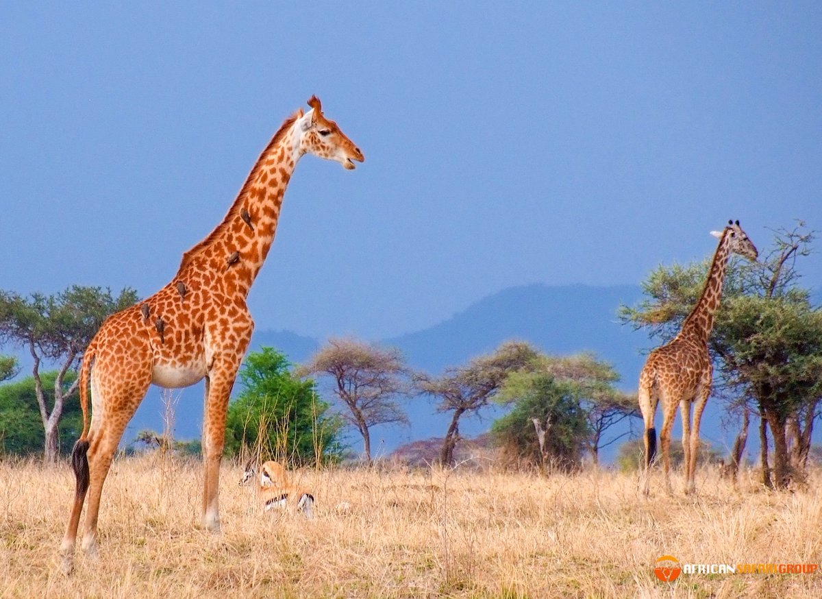 African Safari Group tweet media