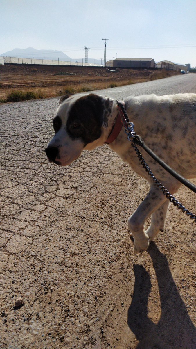 MaDeLaikote's tweet image. Este es Cristo, un perrete muy especial para mí, lleva en la perrera Caminando con Ellos, en Murcia, desde hace 4 años