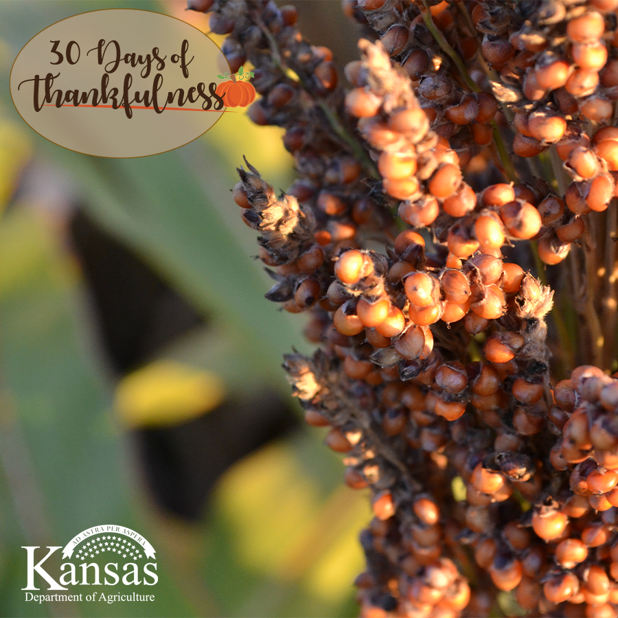 KansasDeptofAg's tweet photo. Kansas ranks #1 in the United States for grain sorghum production! In 2018, Kansas sorghum farmers planted 5.7 million acers of sorghum with 365 million bushels harvested. #30DaysofThankfulness #KSAg @KSsorghum https://t.co/npku97UNVH