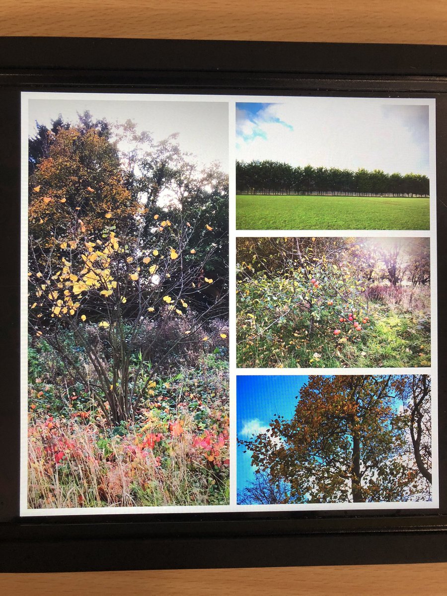 DringhousesPS's tweet photo. Class 11 enjoyed being in the great outdoors taking Autumn themed photos as part of their digital art project. We then edited our photos using PicStich. Take a look at some of our end products (which we think are pretty great!) #DringArt #DringComputing https://t.co/8uri2yl1bX