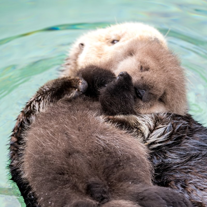MontereyAq's tweet photo. Timeline cleanse https://t.co/JfguvLTR6s