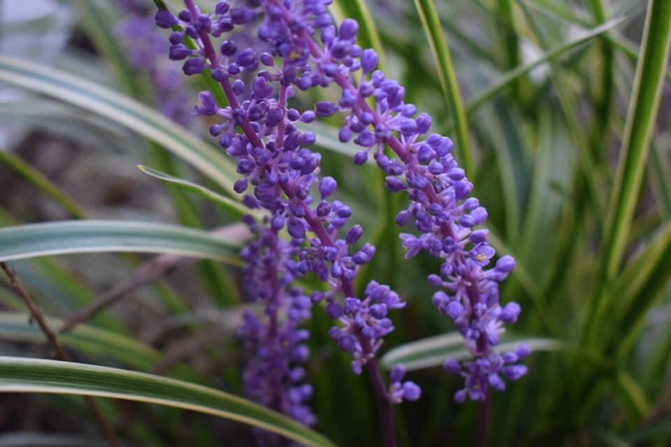 haileysphotos_'s tweet photo. I’ve always loved this photo ✨💜
#flowers #monkeygrass #purple #nature #photography #happiness #selflove #positivity https://t.co/eqwrIqiujE