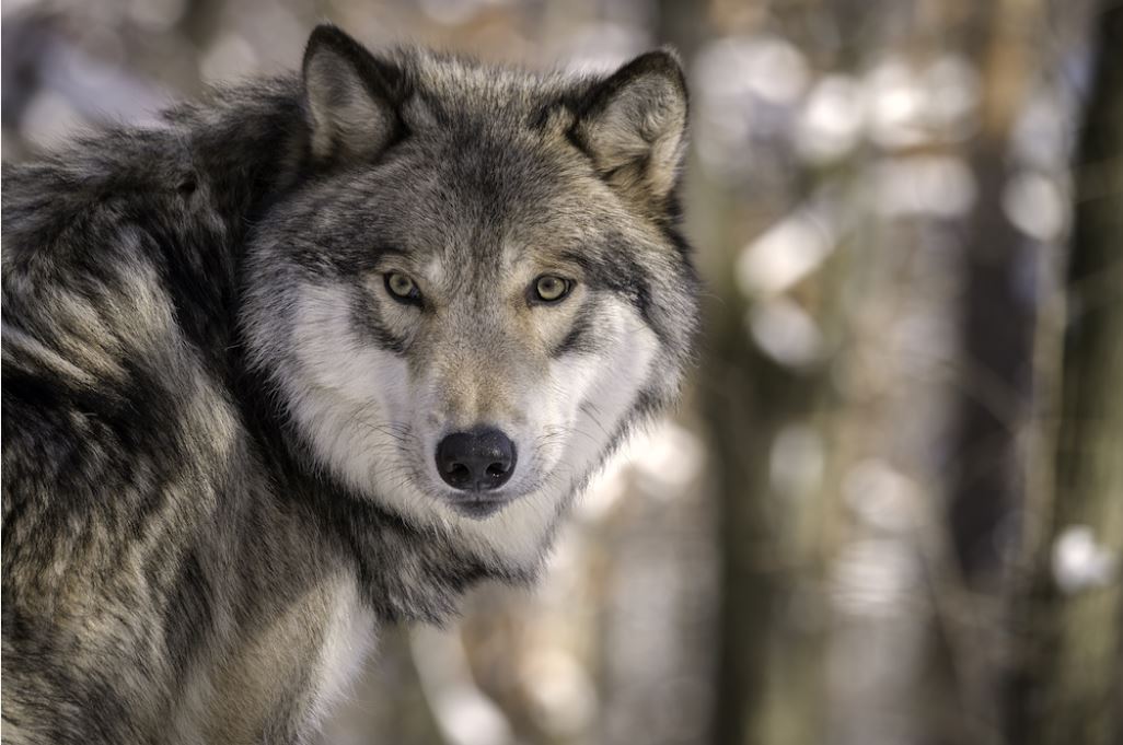 NPS investigators are looking for information related to the illegal shooting of a collared black-colored gray wolf. Body of wolf located near the Pilgrim Creek Trailhead in Grand Teton National Park.

For more information: nps.gov/orgs/1563/grte…
