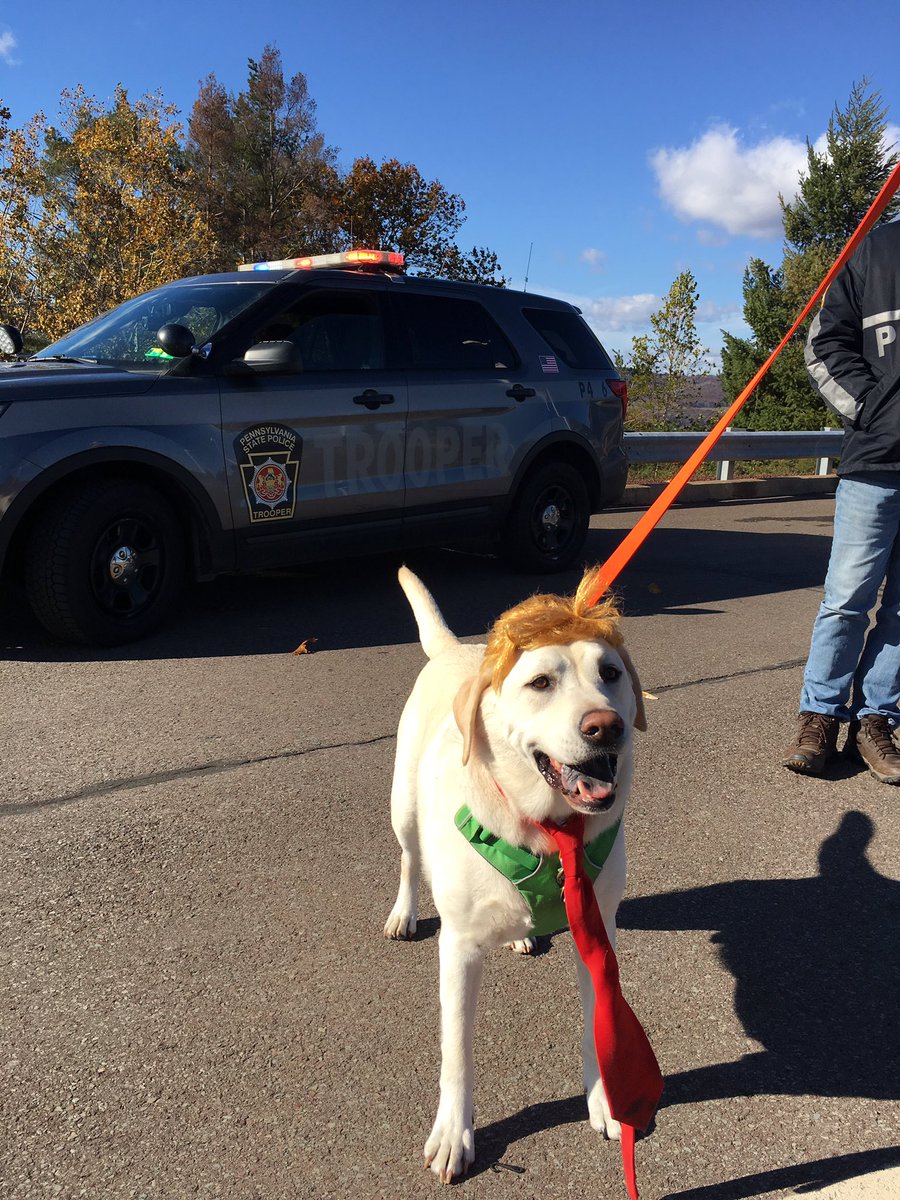 KatherineFirkin's tweet photo. This is Labradonald the Labrador who is apparently a keen member of #caninesfortrump. We met at @realDonaldTrump rally in Scranton,PA today https://t.co/0r2PgctLw6