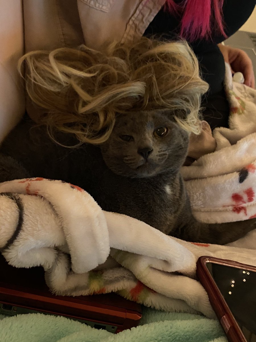 erikab928's tweet photo. @rclark98 Here’s my cat with a wig, if that helps anyone https://t.co/KymNeN5HTb