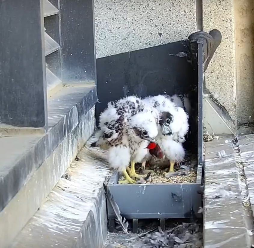 neophema99's tweet photo. Oh dear. Nobody sees a Scarlet Honeyeater in Melbourne CBD for, like, ever...and then the 367 Collins Peregrine Falcons catch one and feed it to their nestlings. I'm off to find some live SHs in the outer suburbs @Twitchathon @BirdlifeOz @BirdLife_Melb https://t.co/XovTeIIFvV
