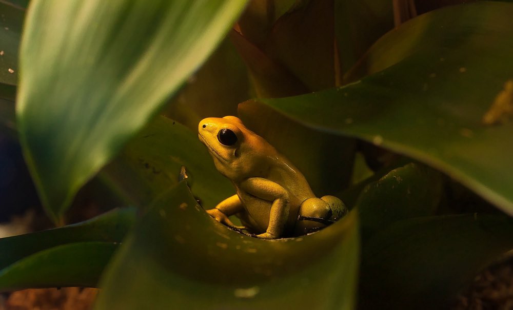 The golden poison dart frog is the size of a paper clip but can kill you with a single touch. It’s coated in a lethal toxin that leaves nerves and muscles ineffective, leading to death. It contains 1 milligram of poison, enough to kill 10-20 humans.