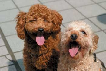 날씨가 차가워졌습니다. 우리 마음을 따뜻하게 해 주는 영화 한편 어떠세요? <우리 개 이야기> KMDbVOD에서 무료로 보실 수 있습니다. 우리와 같이...