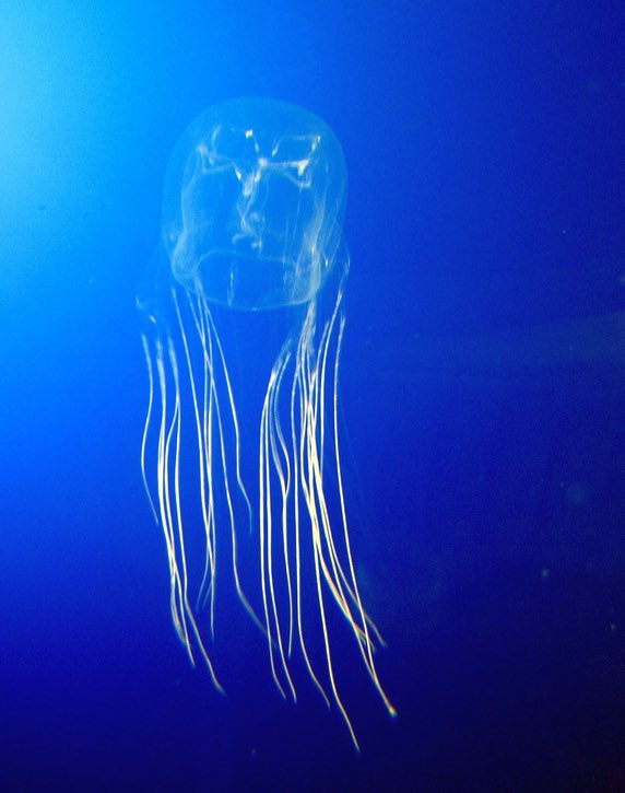 On episode 9474728 of why Australia will never see me in this lifetime, we have this old beauty: the largest box jellyfish (chironex fleckeri). It has tentacles that can grow to 3 metres and it’s sting will cause cardiac arrest in victims. Can be found in Malaysia,Philippines