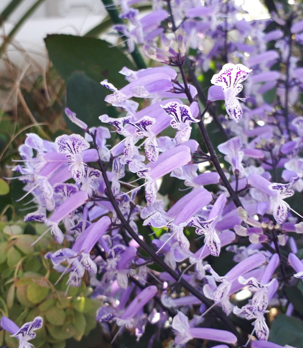 モナラベンダー