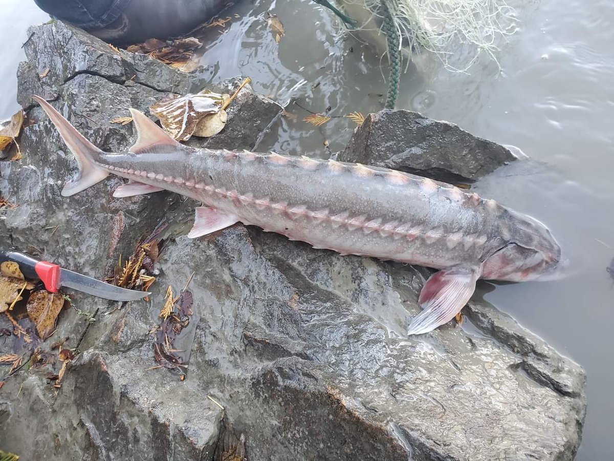 Jesse Zeman tweet media