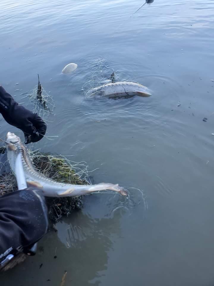 Jesse Zeman tweet media