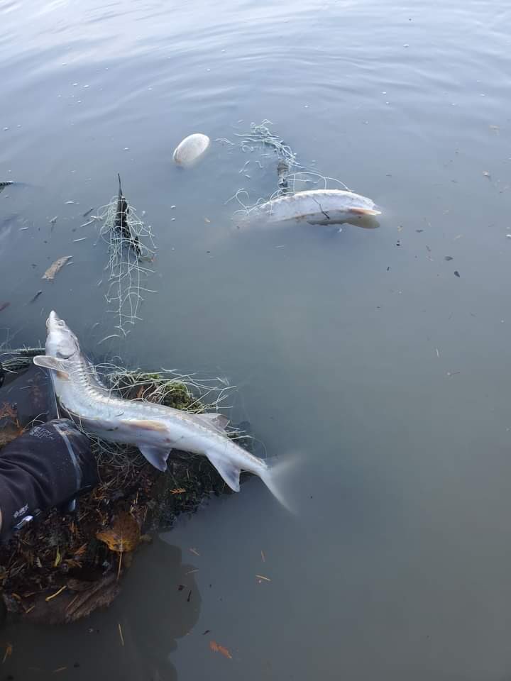 Jesse Zeman tweet media