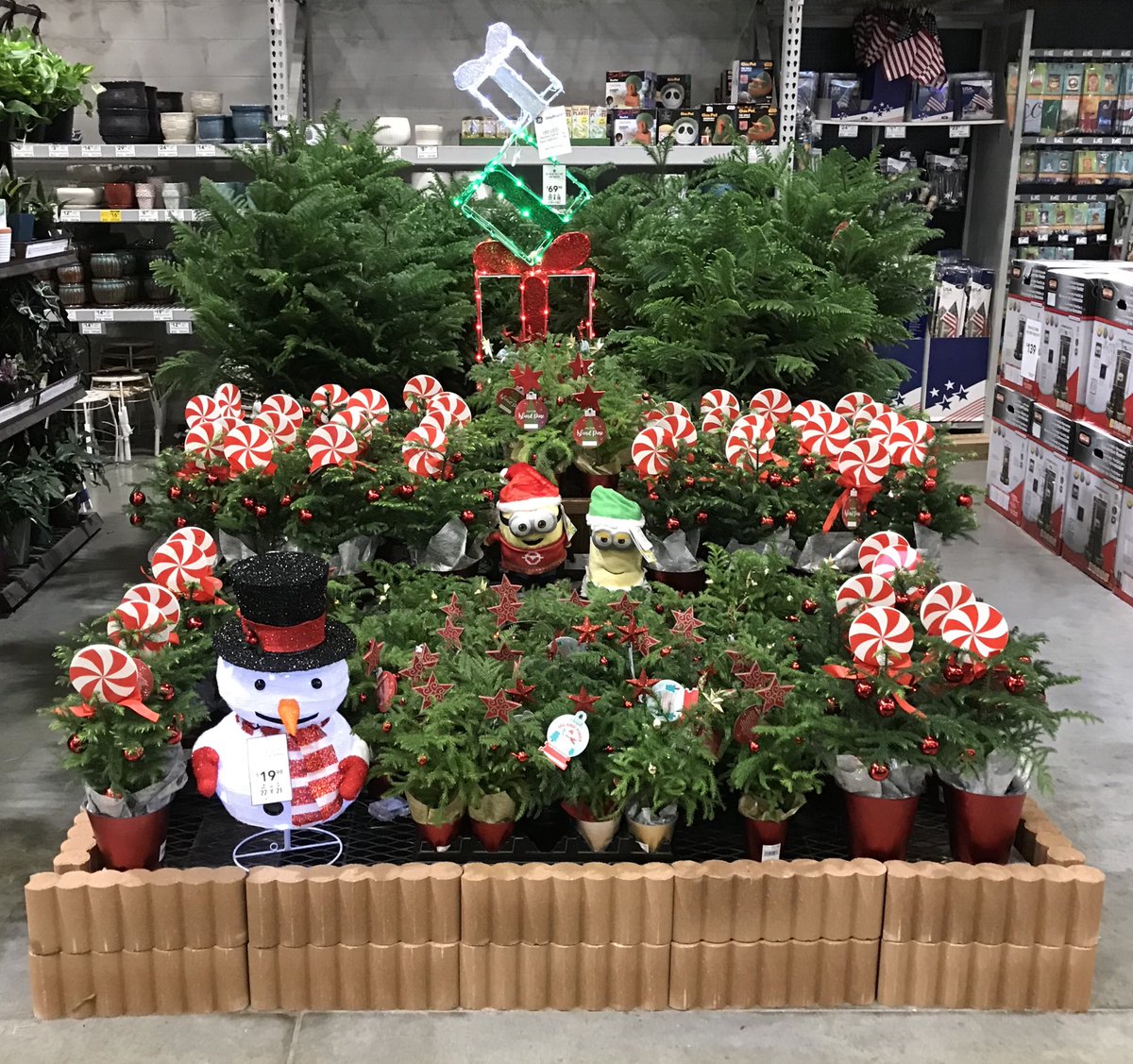 Come see us at the Lowe’s in Georgetown Kentucky! We’ve got everything you need to get ready for the holidays! #norfolkpine #christmas #airpurifying @plantpartners