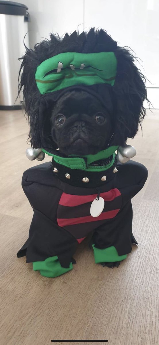Wee Guinness in his Halloween costume #pug #puppy 🐶💕