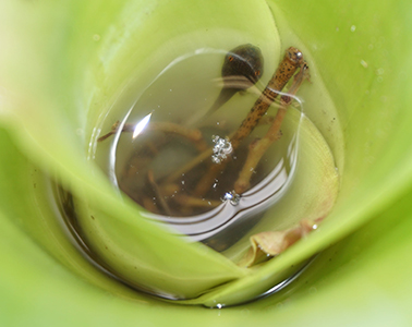 Climate change will continue to threaten amphibians in diverse ways

Recent work by <a href="/Becker_Lab/">Becker Lab</a> experimentally showed that climate warming changes tadpole gut microbiomes, reducing amphibian health &amp; fitness

Read more: amphibiaweb.org