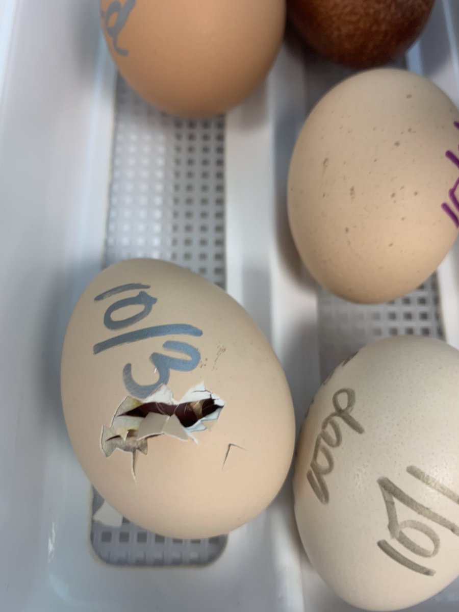 Watching these chicks hatch over the next few days may just be the highlight of the week! Can we keep them @SBMSWranglers?? <a href="/Supt_comalisd/">Andrew</a> <a href="/Mbmcilwain3/">Melissa Mcilwain</a> <a href="/StephanieLJohn3/">Stephanie Johnson</a>