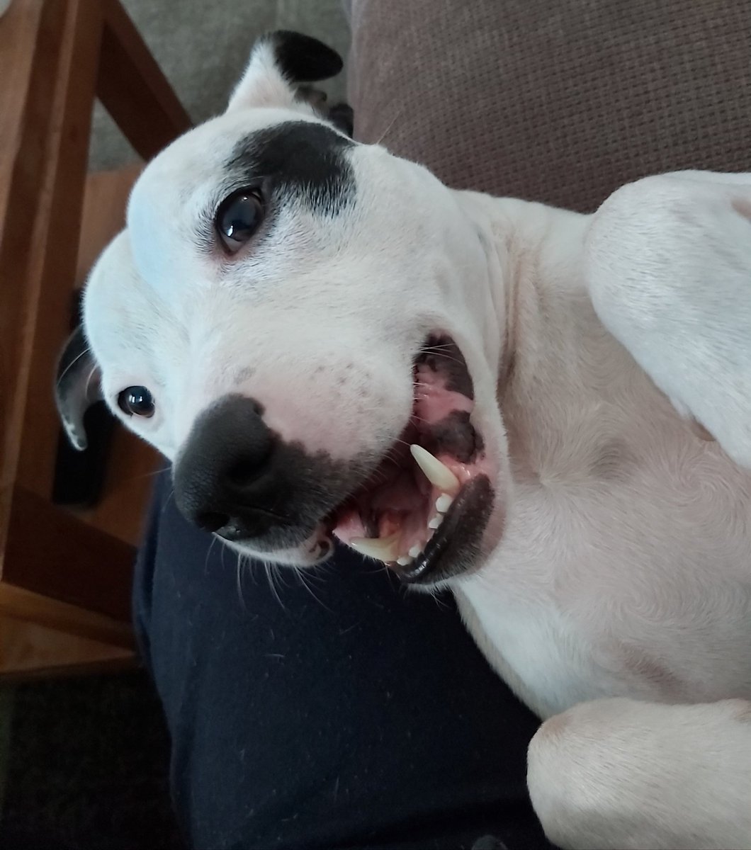 MissyMad73's tweet photo. @Love_nature1984 I could not imagine my life without my boy Troy anymore, he truly is my heartbeat 👊🏽❤🤘🏽

#dogsoftwitter #dogs #troy ❤ https://t.co/1cD95wWgTj