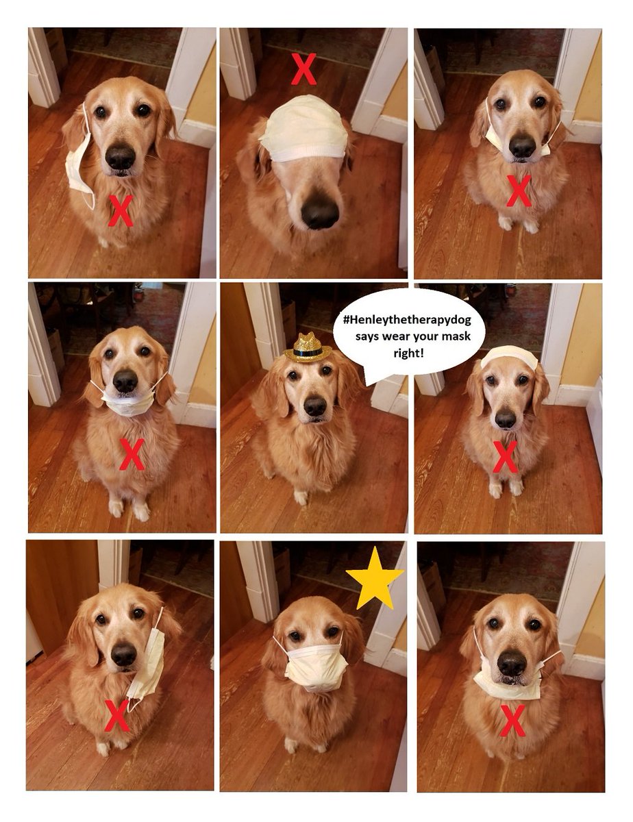 Henleytherapy's tweet photo. #IVoted2020 - your turn - and don't forget your mask! #Henelythetherapydog, #stayhealthy, #besafe, #maskup, #GOVOTE, #dogsofinstagram https://t.co/ImWJs7wX5L