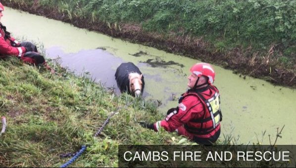 Animal_Watch's tweet photo. Pony 'spooked' by fireworks rescued from Cambridgeshire ditch https://t.co/IRc1W5tSJ8 @BBCNews MT @cambsfrs #KeepSafe #FireworkSafety #StopRandomFireworks https://t.co/iTwv2ZJwyr