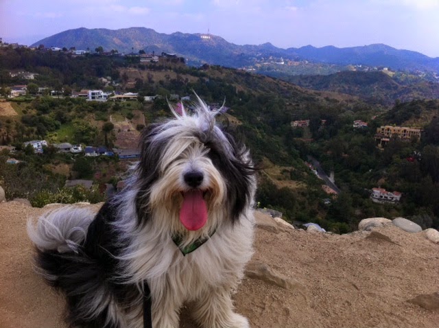 eringofinnegan's tweet photo. RIP, Mr. Max. You were and will always be a Vey Good Boy. 💔 https://t.co/y9oQuTnVFe