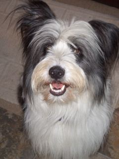 eringofinnegan's tweet photo. RIP, Mr. Max. You were and will always be a Vey Good Boy. 💔 https://t.co/y9oQuTnVFe