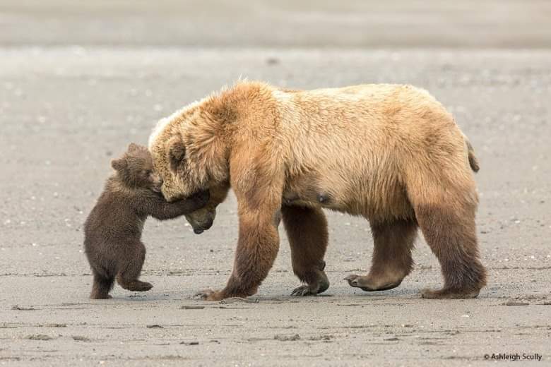 MAMA BEAR AND BABY BEAR