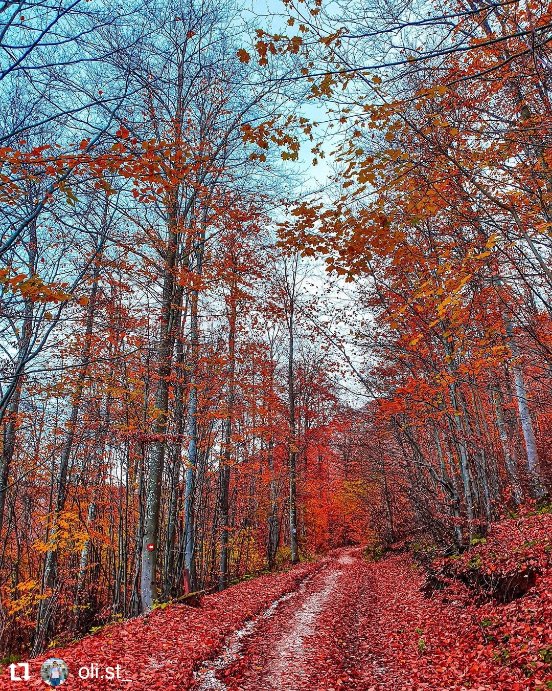 Jesenje boje u najlepšem izdanju #jesen 
.
#wheretoserbia #forest #foresttherapy #suma #šuma #nis #trem #bojaninevode #sokolovkamen #jesenjeboje #srbijauslikama #srbija_u_nasim_ocima #srbijakojuvolim #srbija🇷🇸 #сербия