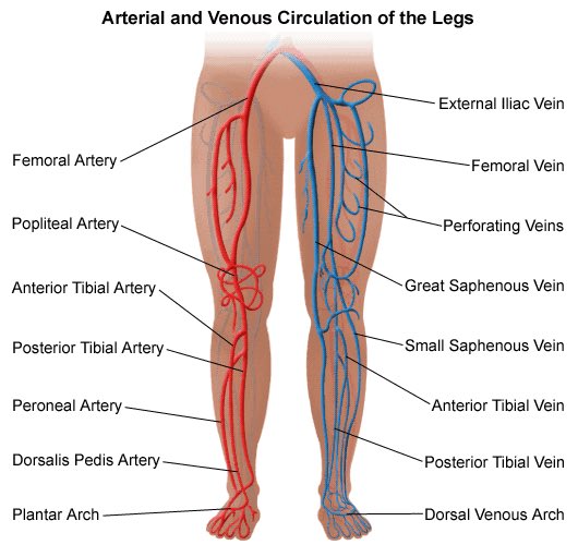 If this condition is not treated, you may have:PainSwellingCrampsSkin changesVaricose veins