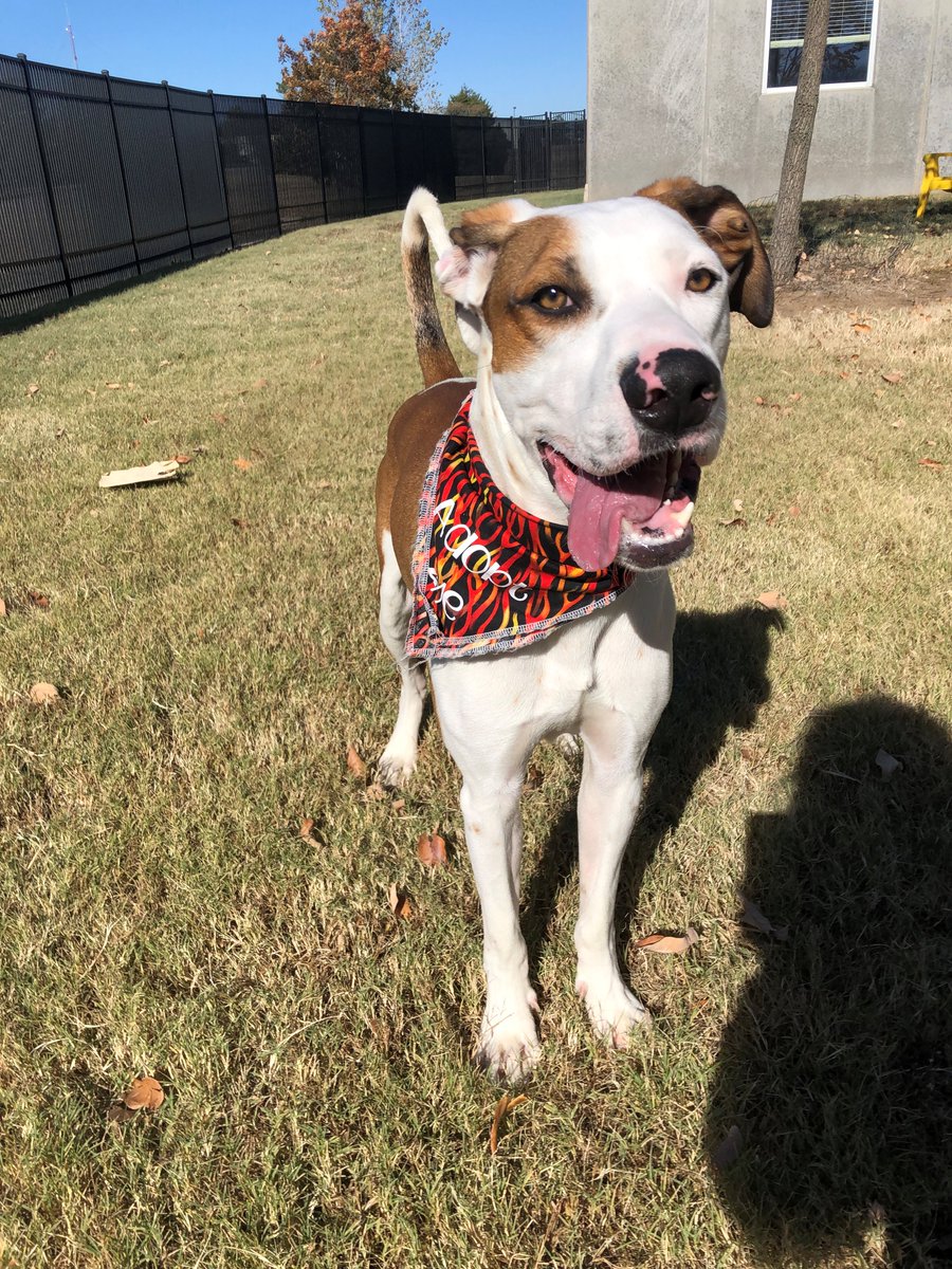 kshumanesociety's tweet photo. Are you socially awkward? Well we have just the dog for you! 
Benjamin is so awkward, he once told a joke 8-years-ago and is still mad that nobody laughed! He may be a little weird as he gets to know you, but once he warms up he is much more relaxed. https://t.co/6t9PbidOEj