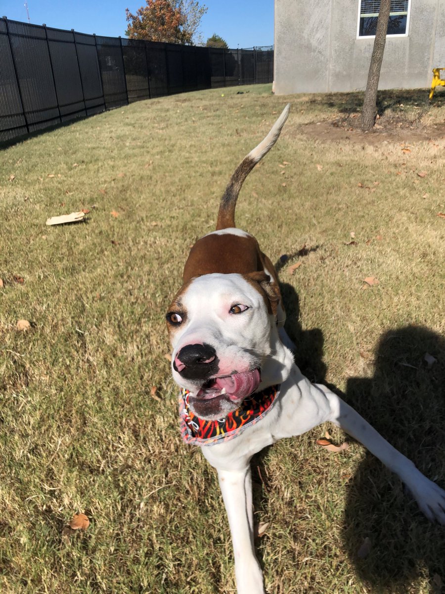 kshumanesociety's tweet photo. Are you socially awkward? Well we have just the dog for you! 
Benjamin is so awkward, he once told a joke 8-years-ago and is still mad that nobody laughed! He may be a little weird as he gets to know you, but once he warms up he is much more relaxed. https://t.co/6t9PbidOEj