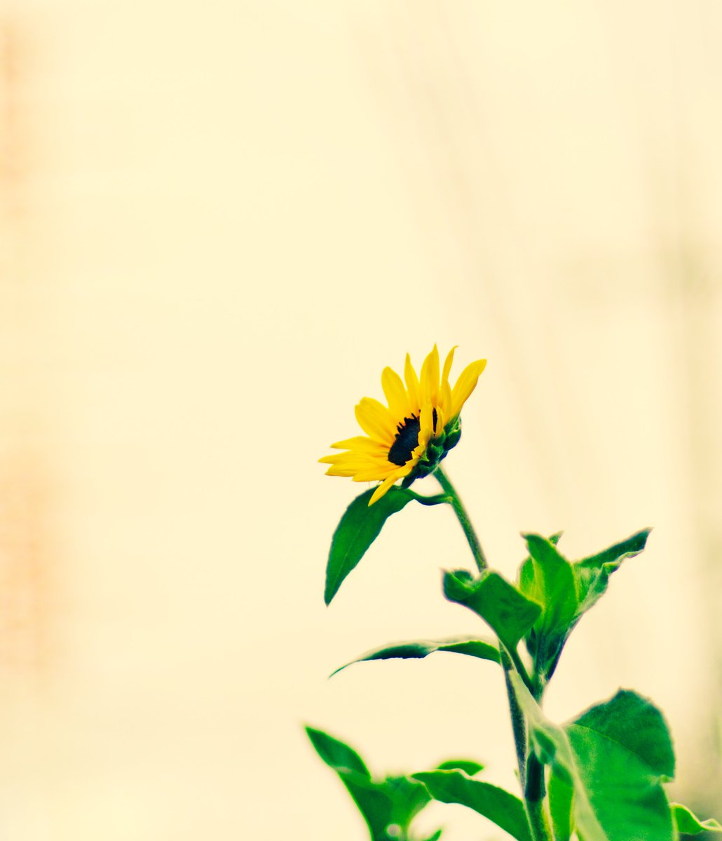 uvMK01GeS8alhLn's tweet photo. #03November2020
#GoodMorning横濱
絵のように
#PENTAXKP
#smcPENTAX_FA_f1_4_50mm https://t.co/pclRIIvOKm